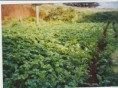/album/fotogaleria-campodelosbaldiosmundorural/ref75577los-baldios-001-jpg/